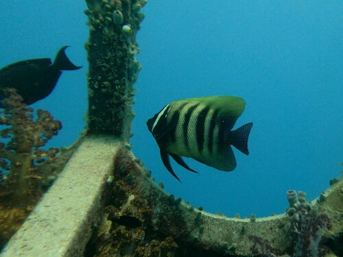 Sixbar angelfish (Pomacanthus sexstriatus) — Pomacanthidae — 5