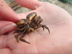 Sacculinidae