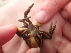Sacculinidae