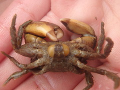 Sacculinidae
