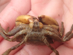 Sacculinidae