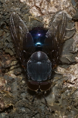 Calliphora quadrimaculata
