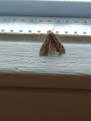 Ringed China-Mark, 5106 NS Dongen, Nederland, photo 7 of 10