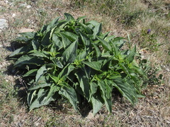 Phlomis herba-venti herba-venti