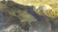 Notolabrus celidotus