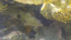 Notolabrus celidotus