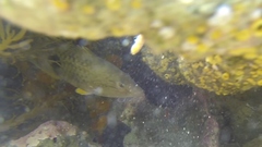 Notolabrus celidotus