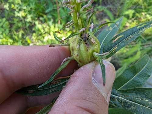 Western Grape Rootworm photo 3