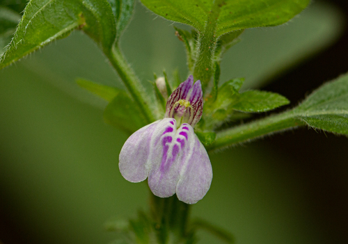 Justicia heterocarpa image