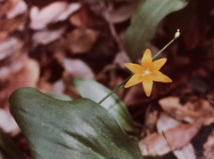 Erythronium tuolumnense