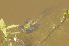 Pelodryadidae