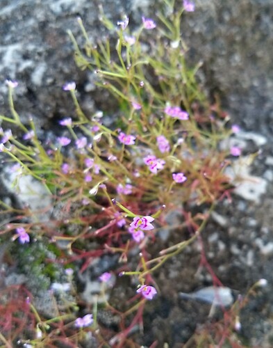 Stylidium fluminense