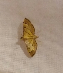 Orphanostigma haemorrhoidalis