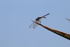 Dythemis
