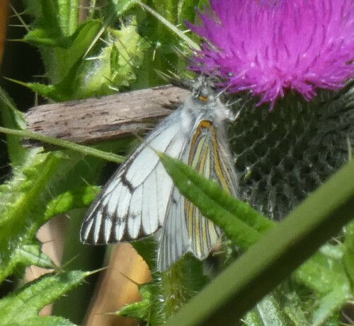 Tatochila xanthodice