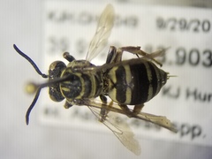 Triepeolus eliseae