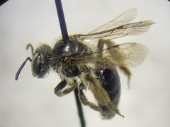 Andrena simplex
