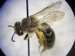 Colletes compactus