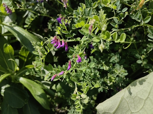Vicia japonica iNat (1)