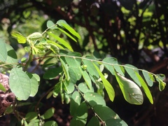 Phyllanthus tenellus