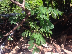 Phyllanthus tenellus