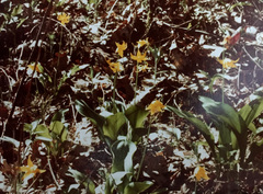 Erythronium tuolumnense