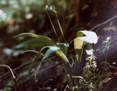 Erythronium tuolumnense