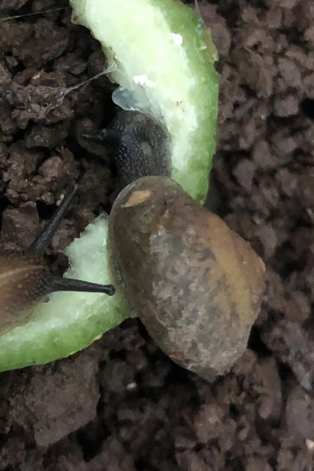 Bradybaena impatiens