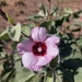 Gossypium australe - Photo (c) Sacha R, some rights reserved (CC BY-NC), uploaded by Sacha R