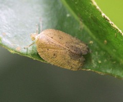 Lophopidae