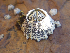 Collemopsidium ostrearum