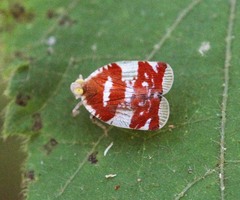 Lophopidae