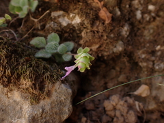(c) Skjold Søndergaard, some rights reserved (CC BY) Origanum dictamnus, photograph (c) Skjold Søndergaard, some rights reserved (CC BY)