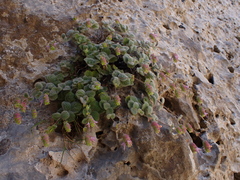 (c) Skjold Søndergaard, some rights reserved (CC BY) Origanum dictamnus, photograph (c) Skjold Søndergaard, some rights reserved (CC BY)