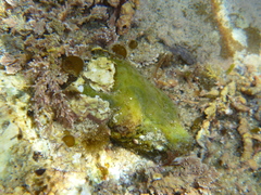 Asterocarpa coerulea