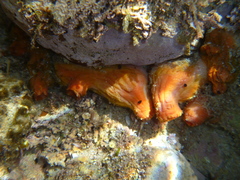 Pyuridae