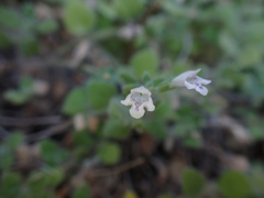 Clinopodium creticum, photograph (c) Skjold Søndergaard, some rights reserved (CC BY)