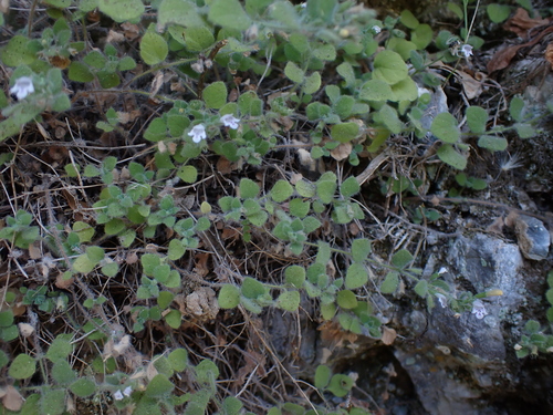 Clinopodium creticum