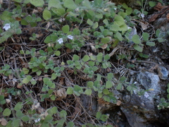 Clinopodium creticum
