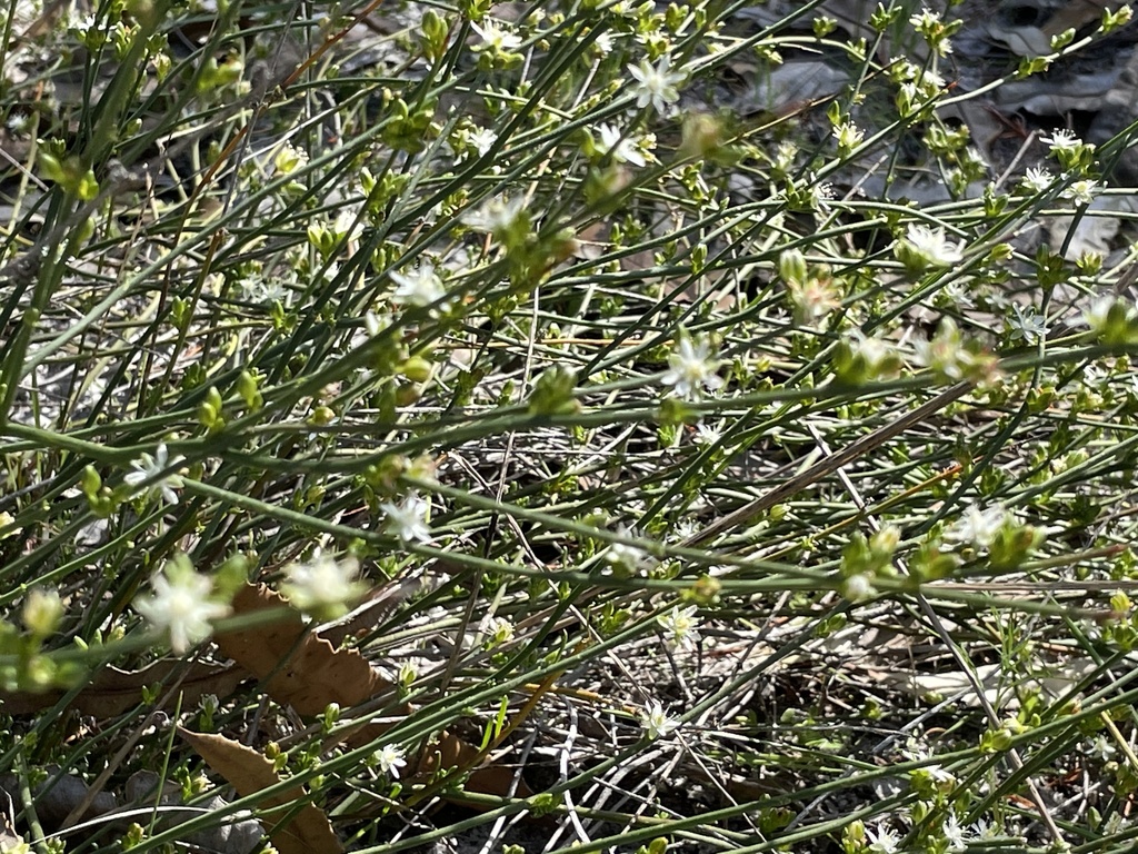 Macarthuria