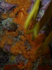 Aplidium benhami