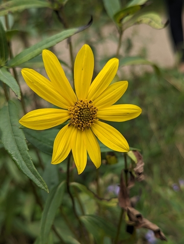 Image of Helianthus nuttallii by (c) Logan J.L. Bradley, some rights reserved (CC BY)