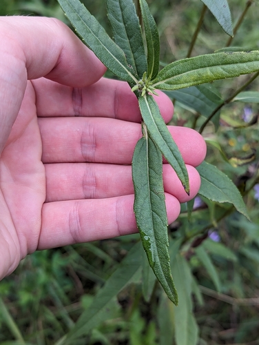 Image of Helianthus nuttallii by (c) Logan J.L. Bradley, some rights reserved (CC BY)