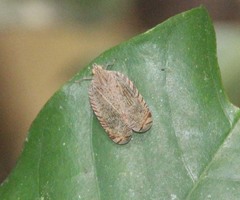 Lophopidae