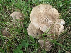 Tricholoma pardinum