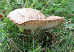 Tricholoma pardinum