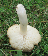 Tricholoma pardinum