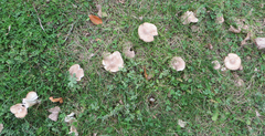 Tricholoma pardinum