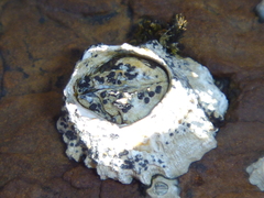 Collemopsidium ostrearum