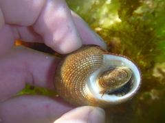 Maurea punctulata